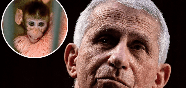 PETA VP Blasts Crazy NIH Monkey Experiments, Demands Fauci Be Fired